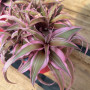 Cryptanthus Pink ( bromelias enanas )