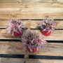 Cryptanthus Pink ( bromelias enanas )