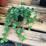 Peperomia Hope