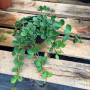 Peperomia Hope