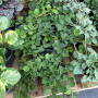Peperomia Hope