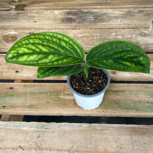 Monstera Peru