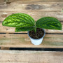 Monstera Peru