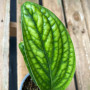 Monstera Peru