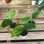 Monstera Peru