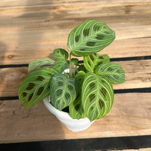 Maranta Leuconeura Light Veins
