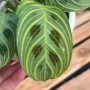 Maranta Leuconeura Light Veins