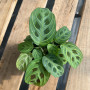 Maranta Leuconeura Light Veins