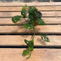Philodendron Adansonii Hoja Enana