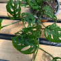 Philodendron Adansonii Hoja Enana