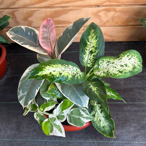 Arreglo Plantas de Interior ( 3 plantas )