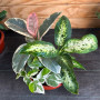 Arreglo Plantas de Interior ( 3 plantas )