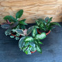 Arreglo Plantas de Interior ( 3 plantas )