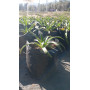Chupalla (Eryngium paniculatum)