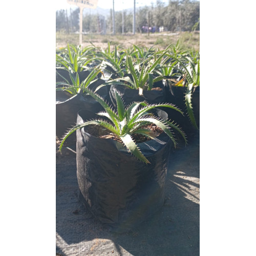 Chupalla (Eryngium paniculatum)