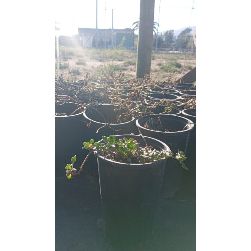 Suspiro (Nolana paradoxa), formato de venta