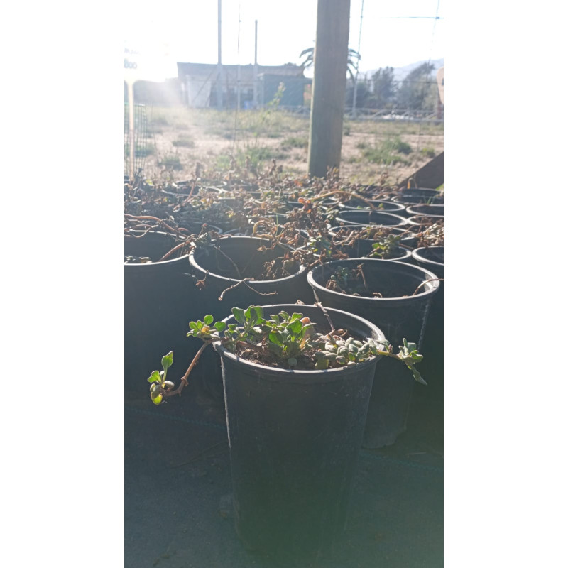 Suspiro (Nolana paradoxa), formato de venta