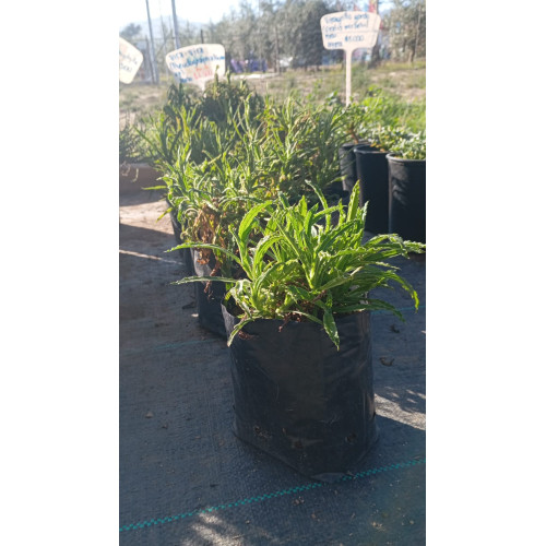 Vira vira (Pseudognaphalium)