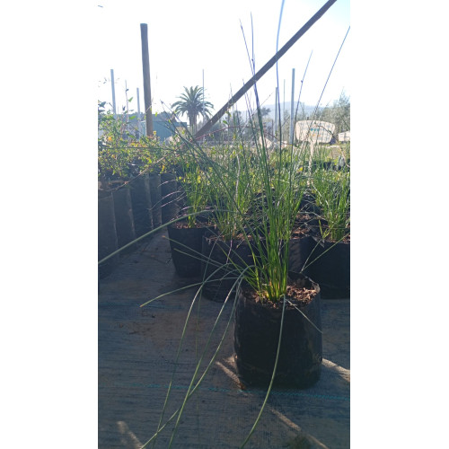 Schoenoplectus