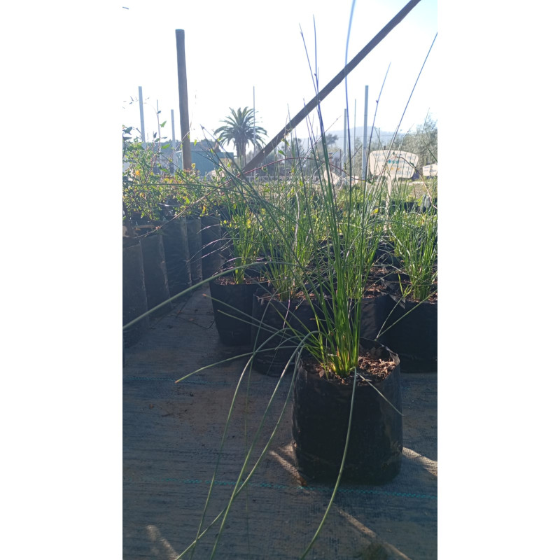 Schoenoplectus