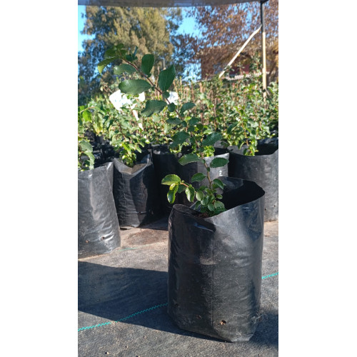 Corcolén (Azara celastrina)