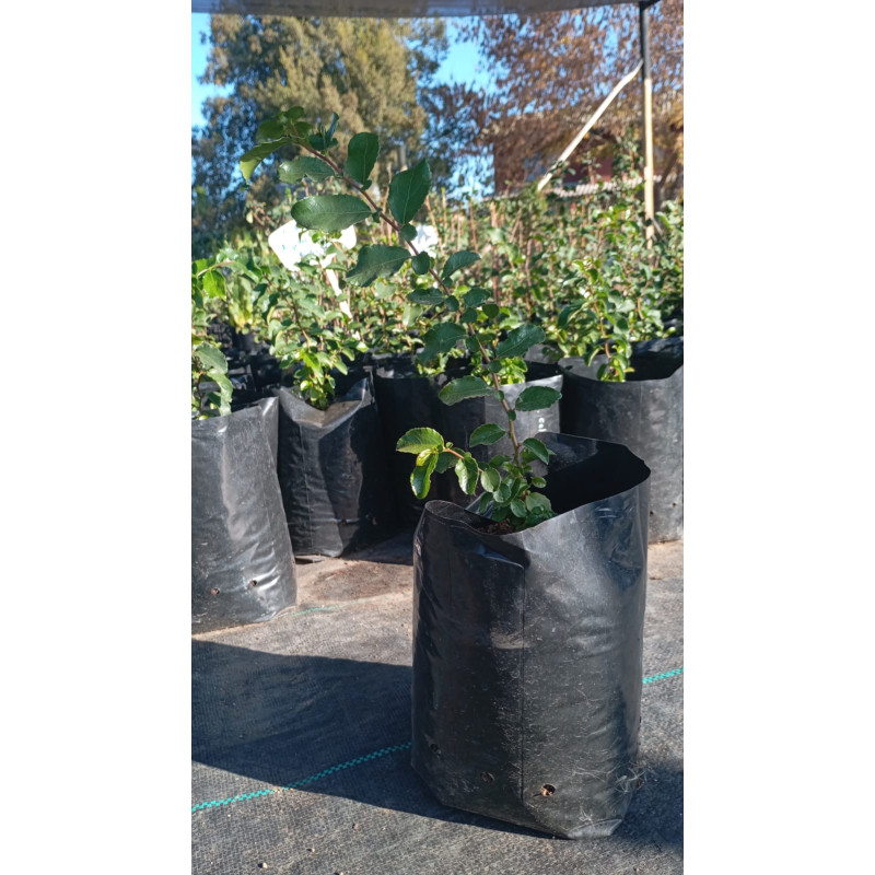 Corcolén (Azara celastrina)