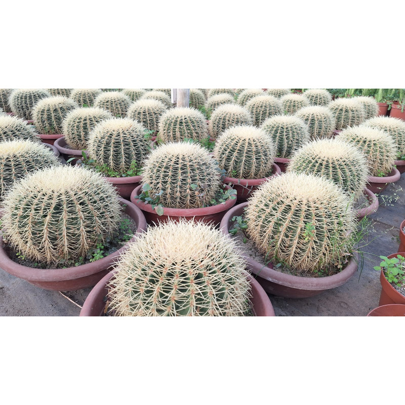 Echinocactus grusonii / Asiento de la suegra