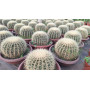 Echinocactus grusonii / Asiento de la suegra