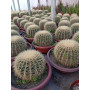 Echinocactus grusonii / Asiento de la suegra