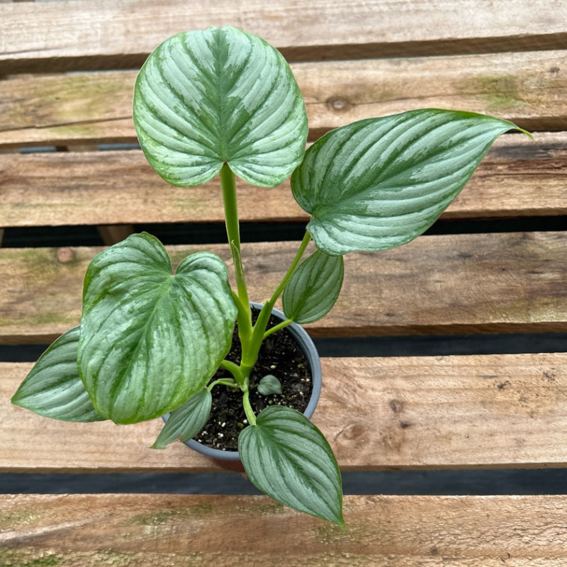 Philodendron Pastazanum Silver