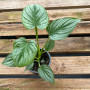 Philodendron Pastazanum Silver