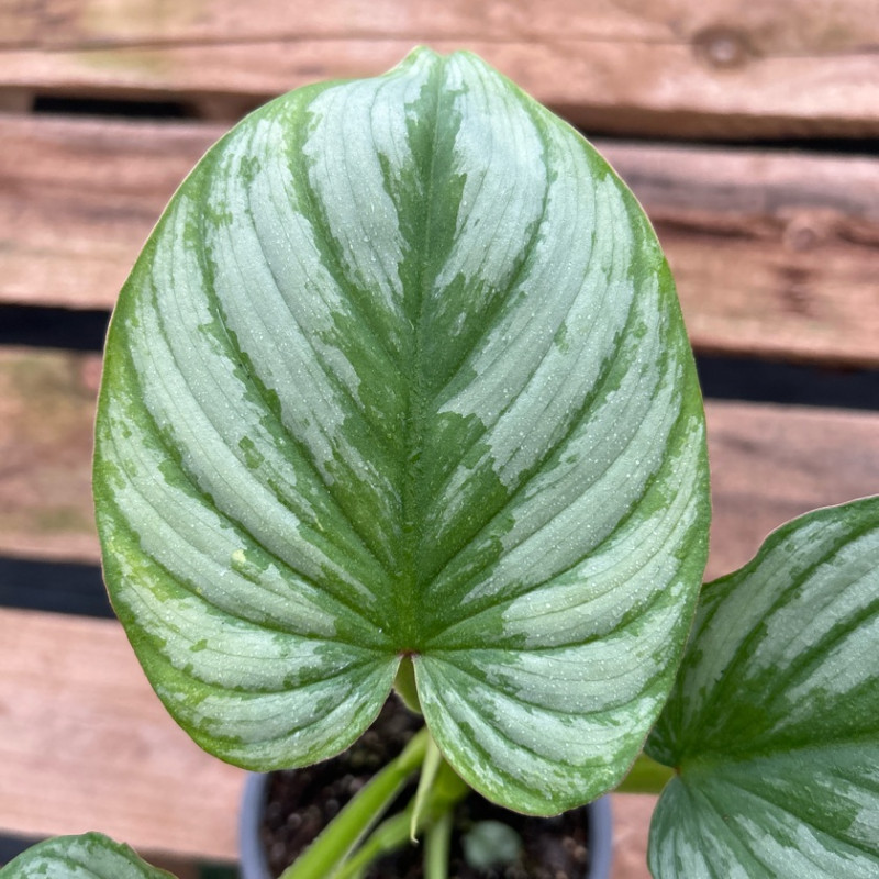 philodendron siam sunrise Philodendron Domesticum Variegated