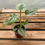 Philodendron Pastazanum Silver