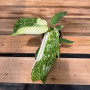 Philodendron Jose Buono — philodendron jose buono comprar chile