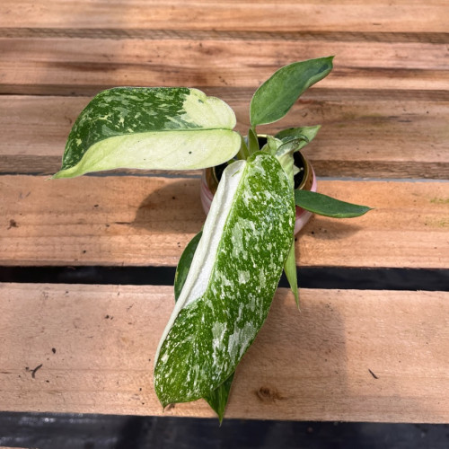 Philodendron Jose Buono — philodendron jose buono comprar chile