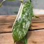Philodendron Jose Buono — philodendron jose buono comprar chile