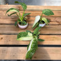 Philodendron Jose Buono — philodendron jose buono comprar chile