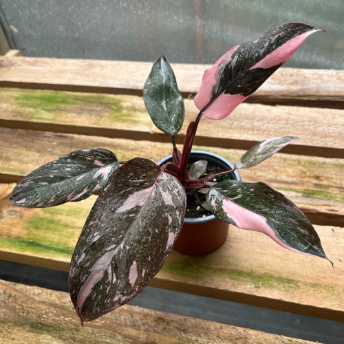 Philodendron Pink Princess Galaxy