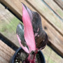 Philodendron Pink Princess Galaxy