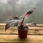Philodendron Pink Princess Galaxy