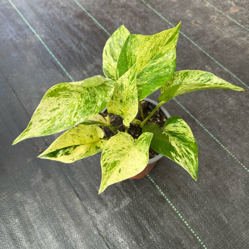 Scindapsus Marble Queen