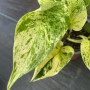 Scindapsus Marble Queen