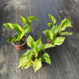 Scindapsus Marble Queen