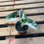 Singonio Variegado (S) — singonio variegado precio chile