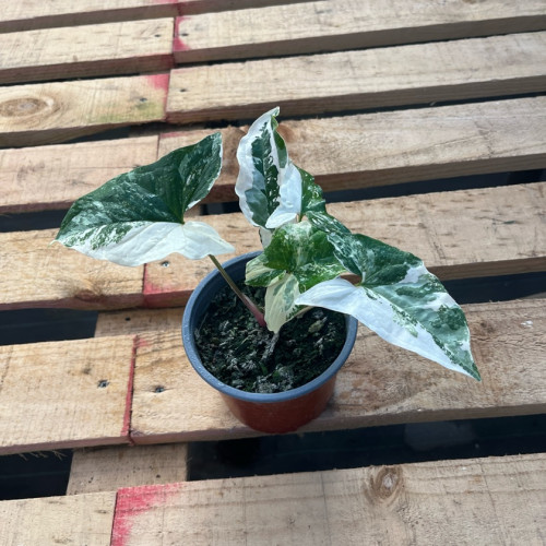Singonio Variegado (S) — singonio variegado precio chile