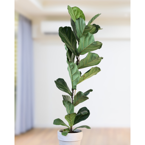 Ficus Lyrata