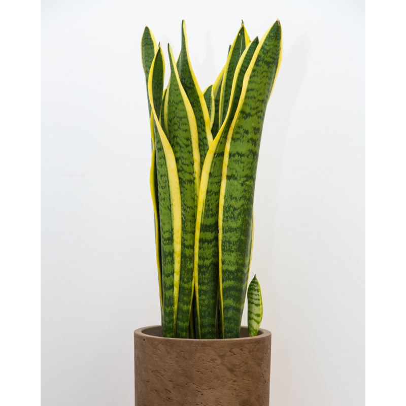 Sansevieria Laurentii ( Lengua de la suegra ) — sansevieria laurentii bajo consumo hídrico planta interior comprar santiago
