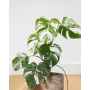 Monstera AlboVariegada Arreglo + tuthor