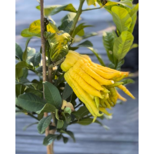 Citron Manos de Buda