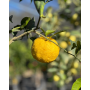 Citrus Yuzu o limón Yuzu